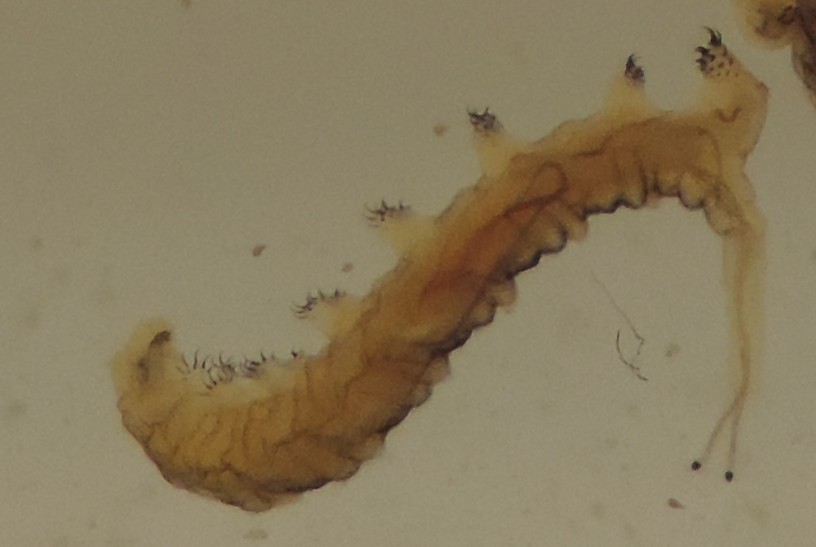 Larve salina  Ephydroidea